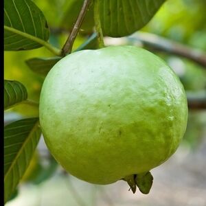 Ruby Guava Supreme Seeds  X10 Psidium Guajava
